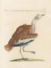 L'ornithologie méthodiquement digérée Pl247 - Saverio Manetti — artwork view