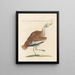 L'ornithologie méthodiquement digérée Pl247 - Saverio Manetti — framed artwork on a wall