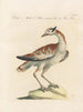 L'ornithologie méthodiquement digérée Pl248 - Saverio Manetti — artwork view