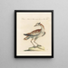 L'ornithologie méthodiquement digérée Pl248 - Saverio Manetti — framed artwork on a wall