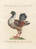 Ornithology Painting methodically digested Pl249 - Saverio Manetti — artwork view