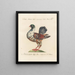 Ornithology Painting methodically digested Pl249 - Saverio Manetti — framed artwork on a wall