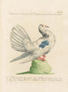 Ornithology methodically digested Pl250 - Saverio Manetti — artwork view