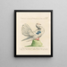 Ornithology methodically digested Pl250 - Saverio Manetti — framed artwork on a wall