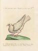 L'ornithologie méthodiquement digérée Pl251 - Saverio Manetti — artwork view