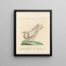 L'ornithologie méthodiquement digérée Pl251 - Saverio Manetti — framed artwork on a wall