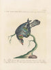 Ornithology systematically digested Painting Pl252 - Saverio Manetti — artwork view