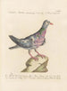 L'ornithologie méthodiquement digérée Pl253 - Saverio Manetti — artwork view