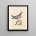 L'ornithologie méthodiquement digérée Pl253 - Saverio Manetti — framed artwork on a wall