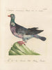 L'ornithologie méthodiquement digérée Pl254 - Saverio Manetti — artwork view