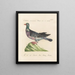 L'ornithologie méthodiquement digérée Pl254 - Saverio Manetti — framed artwork on a wall