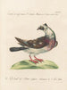 Ornithology methodically digested Pl255 - Saverio Manetti — artwork view