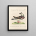 Ornithology methodically digested Pl255 - Saverio Manetti — framed artwork on a wall