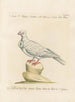L'ornithologie méthodiquement digérée Pl256 - Saverio Manetti — artwork view