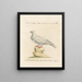 L'ornithologie méthodiquement digérée Pl256 - Saverio Manetti — framed artwork on a wall