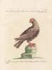 L'ornithologie méthodiquement digérée Pl257 - Saverio Manetti — artwork view