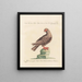 L'ornithologie méthodiquement digérée Pl257 - Saverio Manetti — framed artwork on a wall