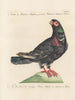 Ornithology Painting methodically digested Pl258 - Saverio Manetti — artwork view