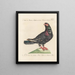 Ornithology Painting methodically digested Pl258 - Saverio Manetti — framed artwork on a wall