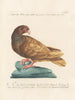 Ornithology methodically digested Pl259 - Saverio Manetti — artwork view