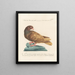 Ornithology methodically digested Pl259 - Saverio Manetti — framed artwork on a wall