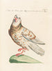 Ornithology systematically digested Pl260 - Saverio Manetti — artwork view