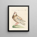 Ornithology systematically digested Pl260 - Saverio Manetti — framed artwork on a wall