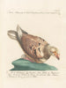 L'ornithologie méthodiquement digérée Pl261 - Saverio Manetti — artwork view