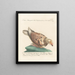 L'ornithologie méthodiquement digérée Pl261 - Saverio Manetti — framed artwork on a wall