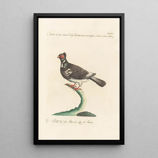 Saverio Manetti - Ornithologia methodice digesta Pl262.webp