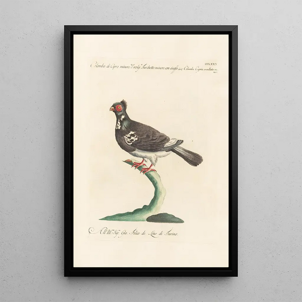 Ornithologia methodice digesta Pl262 - Saverio Manetti — framed artwork on a wall
