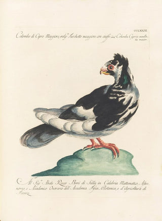 Saverio Manetti - Ornithologia methodice digesta Pl263.webp