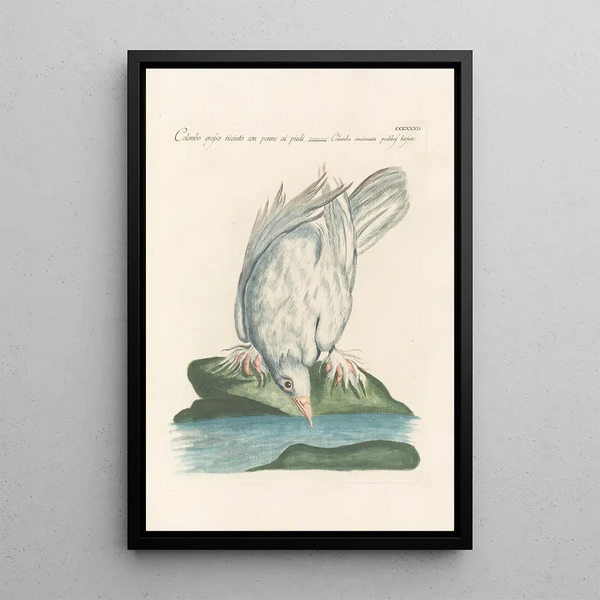 Ornithologia methodice digesta Pl264 - Saverio Manetti — framed artwork on a wall