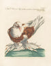 Ornithology Painting methodically digested Pl265 - Saverio Manetti — artwork view