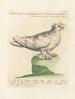 L'ornithologie méthodiquement digérée Pl266 - Saverio Manetti — artwork view