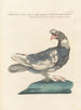 L'ornithologie méthodiquement digérée Pl267 - Saverio Manetti — artwork view