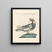 L'ornithologie méthodiquement digérée Pl267 - Saverio Manetti — framed artwork on a wall