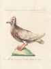 Ornithology meticulously digested Painting Pl268 - Saverio Manetti — artwork view