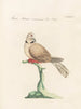 Ornithology Painting methodically digested Pl269 - Saverio Manetti — artwork view