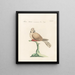Ornithology Painting methodically digested Pl269 - Saverio Manetti — framed artwork on a wall