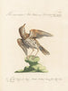 Ornithology methodically digested Pl272 - Saverio Manetti — artwork view