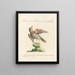 Ornithology methodically digested Pl272 - Saverio Manetti — framed artwork on a wall