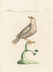 Ornithology meticulously digested Painting Pl274 - Saverio Manetti — artwork view