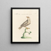 Ornithology meticulously digested Painting Pl274 - Saverio Manetti — framed artwork on a wall