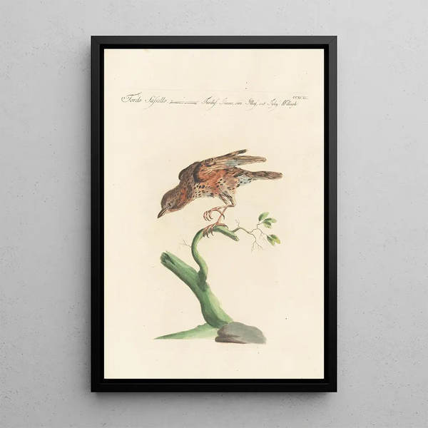 Ornithologia methodice digesta Pl275 - Saverio Manetti — framed artwork on a wall
