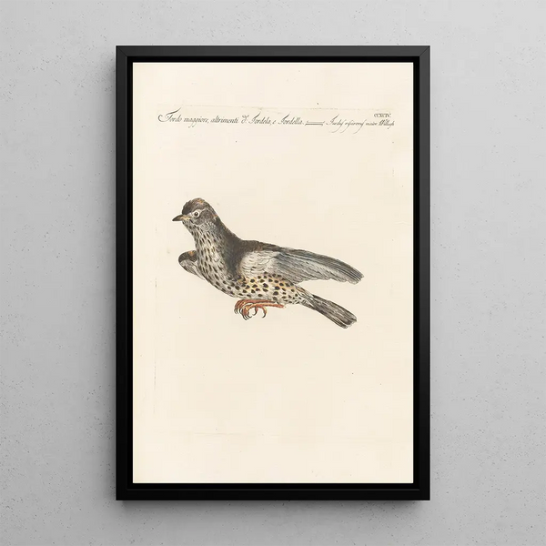 Ornithologia methodice digesta Pl276 - Saverio Manetti — framed artwork on a wall
