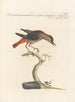 Ornithology methodically digested Pl279 - Saverio Manetti — artwork view