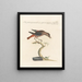 Ornithology methodically digested Pl279 - Saverio Manetti — framed artwork on a wall