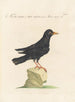 L'ornithologie méthodiquement digérée Pl281 - Saverio Manetti — artwork view