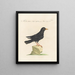 L'ornithologie méthodiquement digérée Pl281 - Saverio Manetti — framed artwork on a wall